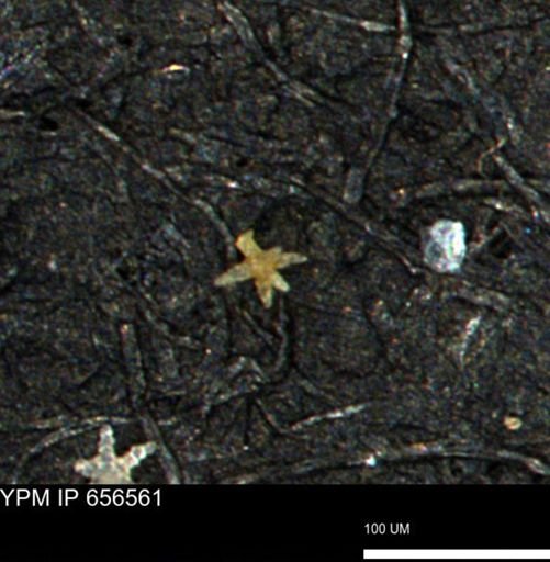 Porifera
