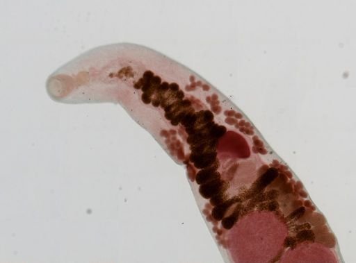 Haematoloechus medioplexus