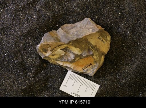 undet. Bivalvia