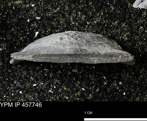 Strophodonta sp.