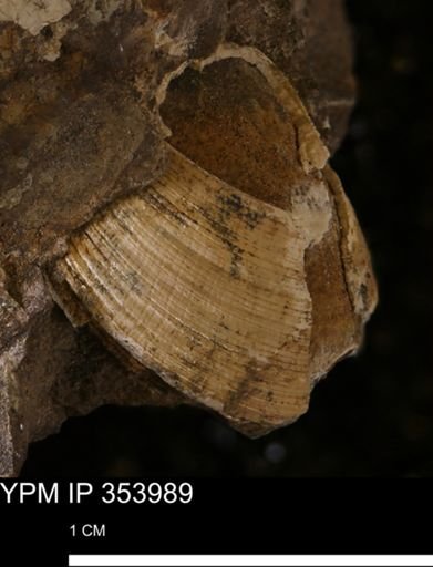 Limopsis striatopunctatus