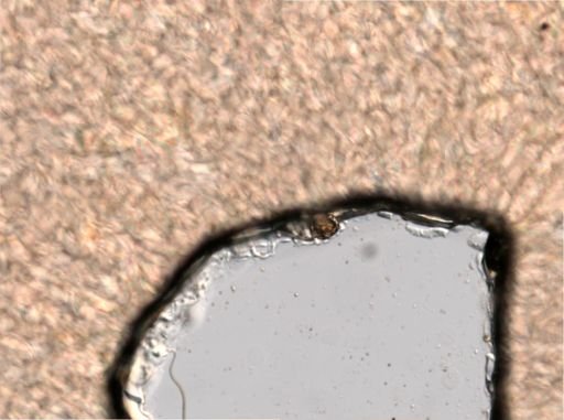 Trichocerca cylindrica