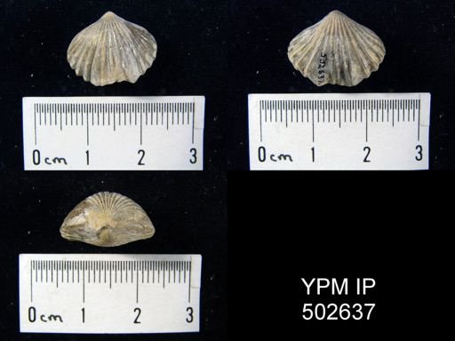 Rhynchopora sp.