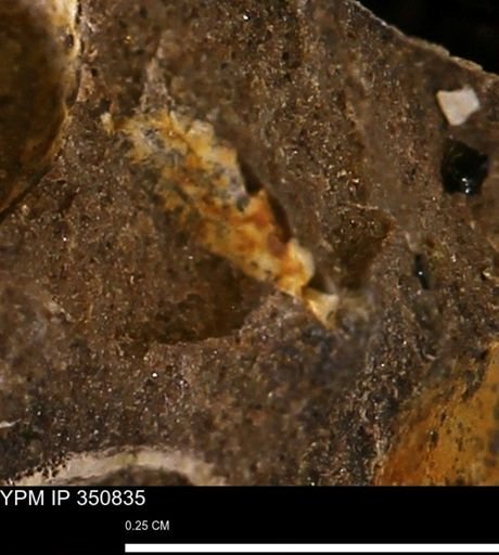 undet. Bivalvia