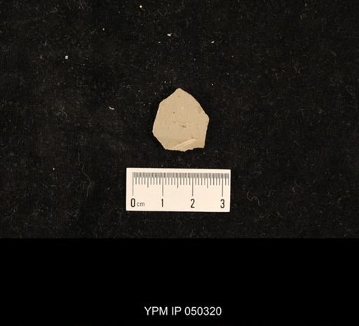 undet. Hexapoda