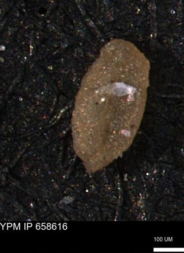 Miliammina manitobensis