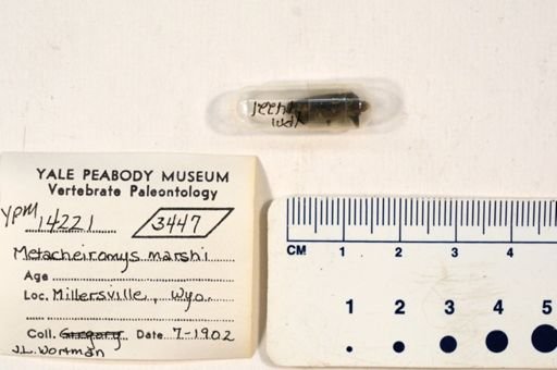 Metacheiromys marshi