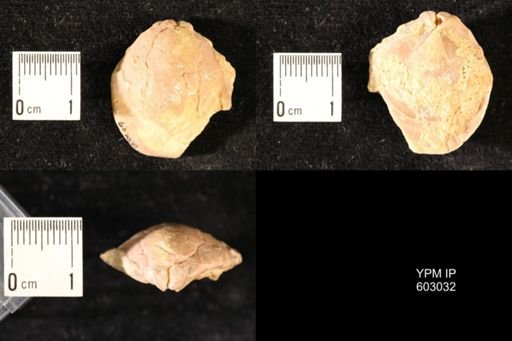 Dielasma sp.