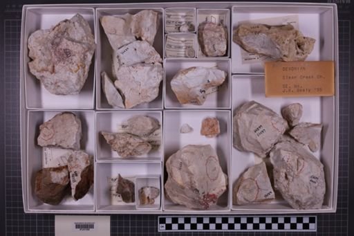 mixed taxa, stratigraphic collection