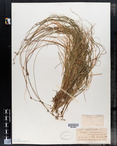 Carex canescens