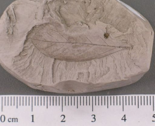 Celastrophyllum brittonianum