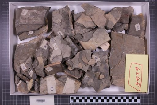 mixed taxa, stratigraphic collection
