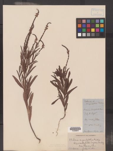 Verbena simplex
