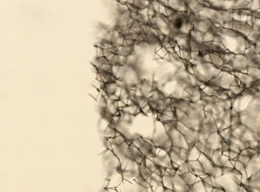 Isodictya palmata