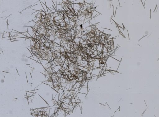 Clathria prolifera