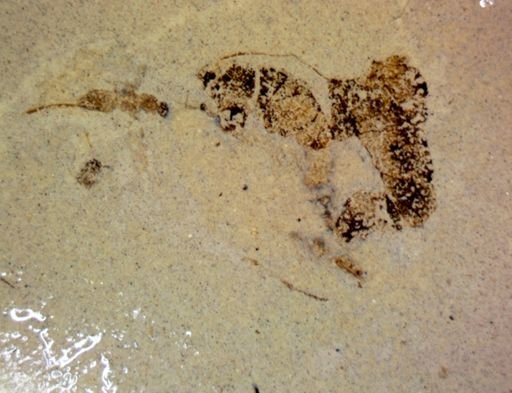 undet. Hymenoptera