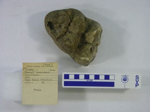 Mammut americanum