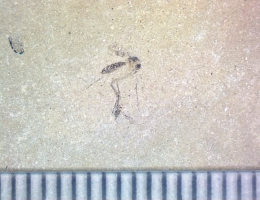 undet. Diptera
