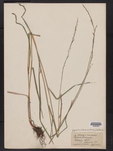 Glyceria melicaria