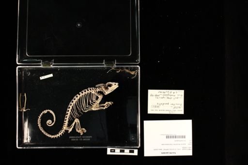 Furcifer pardalis