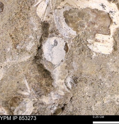Protocardia sp.