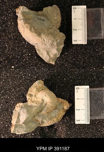 Scaphitidae