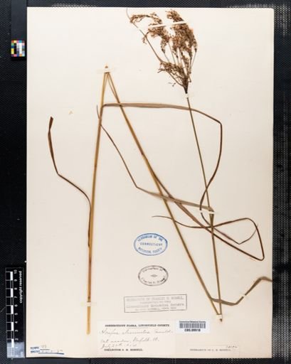 Scirpus atrocinctus