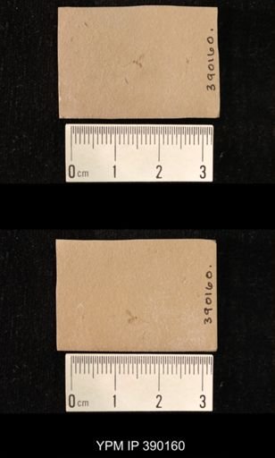 undet. Diptera