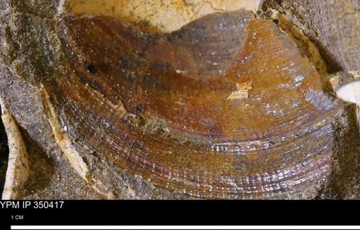 Limopsis striatopunctatus