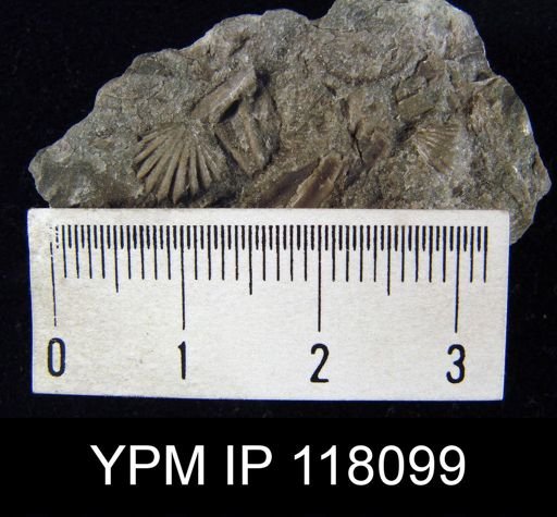 Rhynchospira salteri