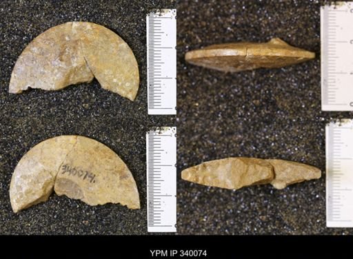 Placenticeras sp.