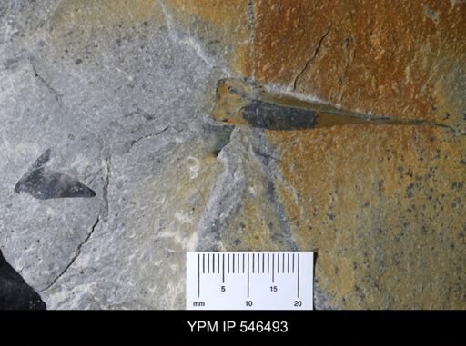 undet. Eurypterida
