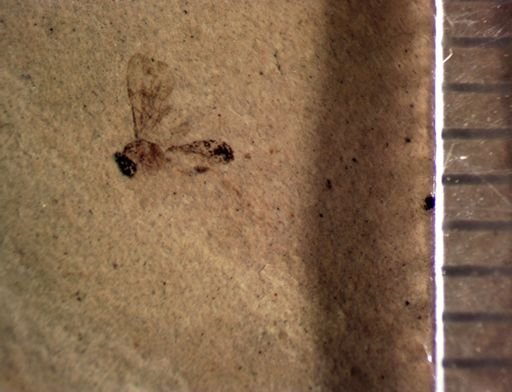 undet. Hymenoptera