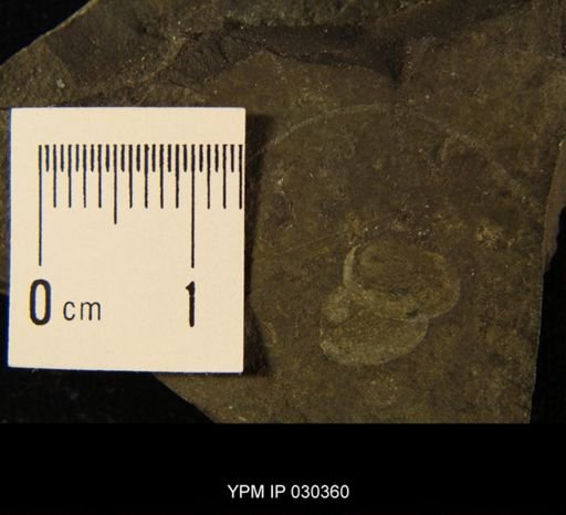 undet. Conchostraca