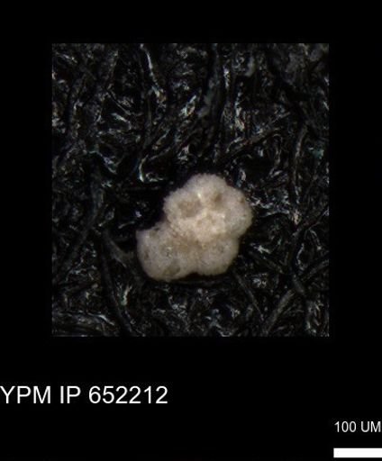 undet. Rugoglobigerinidae