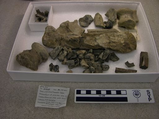 undet. Mammalia