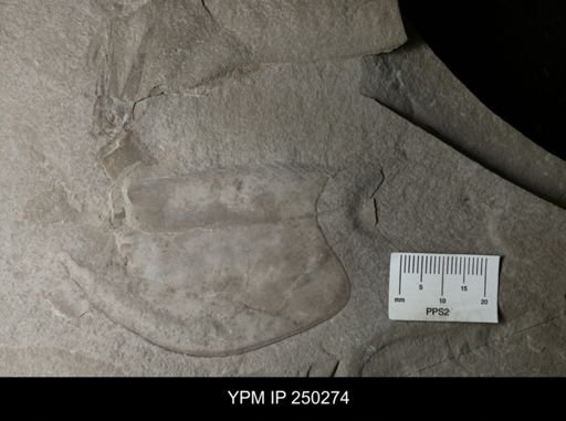undet. Phyllocarida