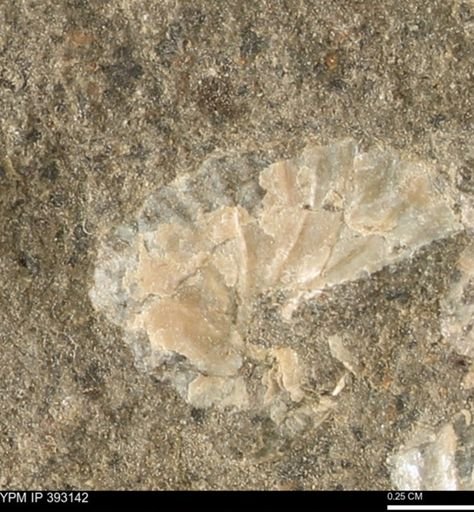 Scaphites sp.