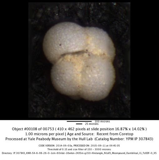 undet. Foraminiferida