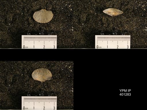 Plectorthis fissicosta