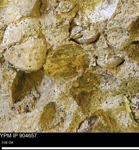 undet. Bivalvia