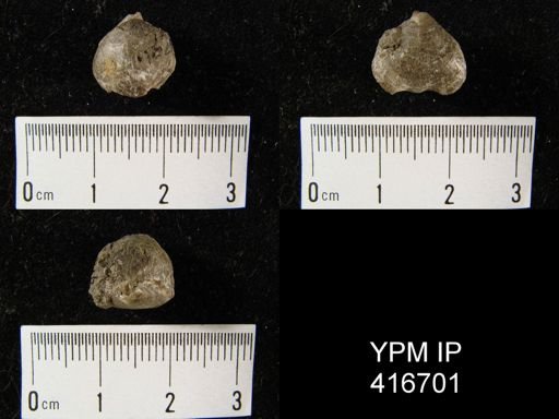 Camarophoria sp.