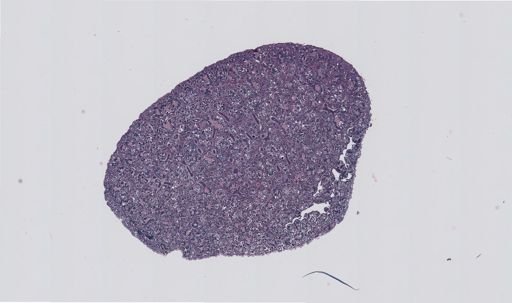 Rana clamitans