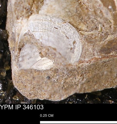 undet. Bivalvia