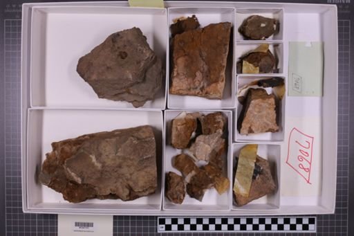mixed taxa, stratigraphic collection