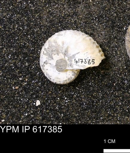 Discoscaphites sp.