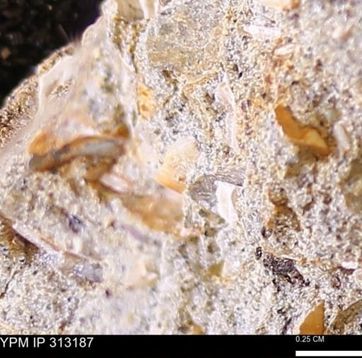 undet. Bivalvia