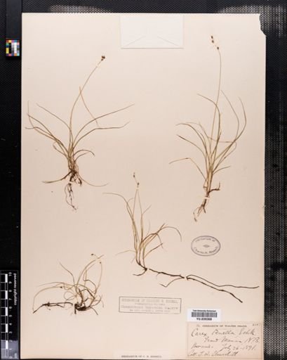 Carex disperma