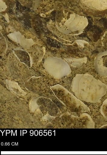 Corbulamella?