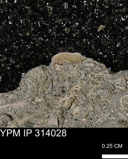undet. Mollusca